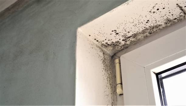 Best Basement Mold Removal  in Coto De Za, CA