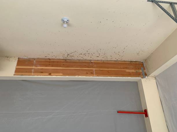 Best Dehumidification Services  in Coto De Za, CA
