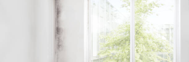 Reliable Coto De Caza, CA Mold Removal Solutions