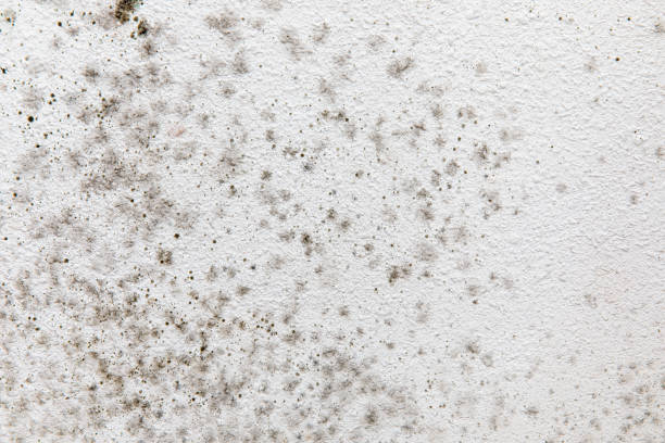 Mold Documentation for Insurance Claims in Coto De Caza, CA